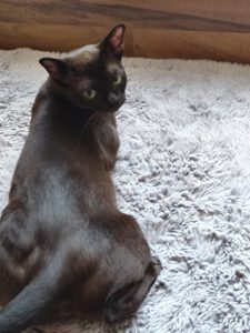 Luna vom Shelty Via Emilia