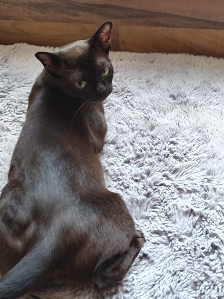 Mutter Luna vom Shelty Via Emilia